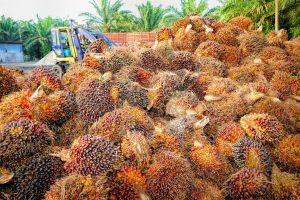 Palmölproduktion